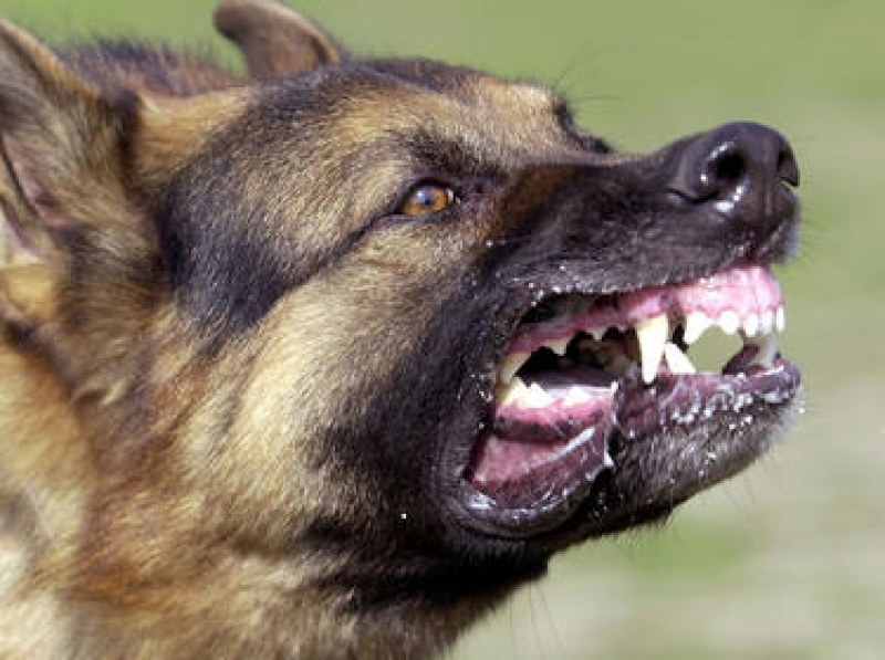 Куче нахапа зверски стопанина си край Пловдив