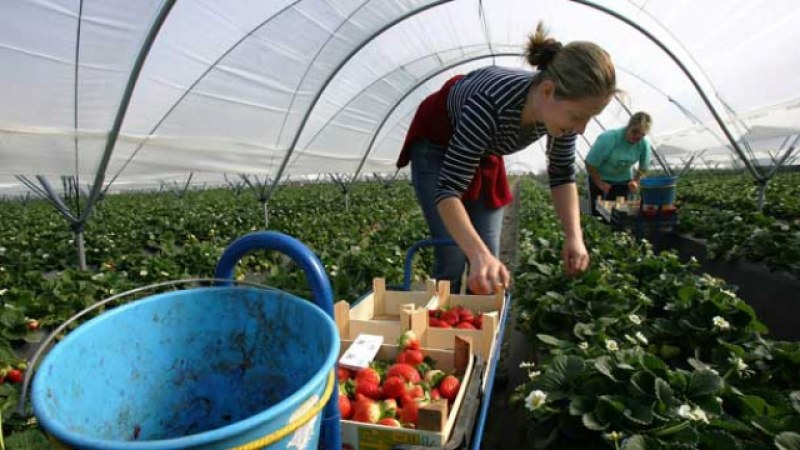 Набират сезонни работници в селското стопанство