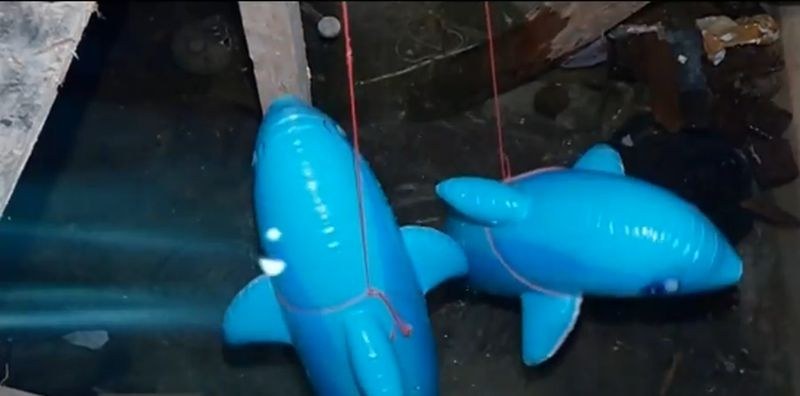 Потърпевша от аварията в Капана гледа делфини в мазето си ВИДЕО