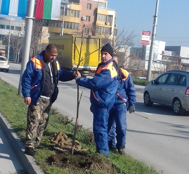 Четиридесет нови дръвчета красят Карловско шосе