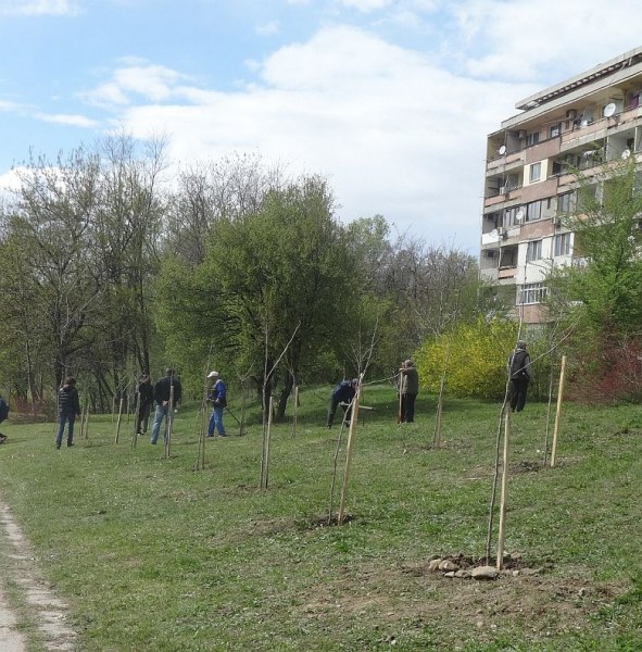 Залесяват с ясен, явор и чинар в Карлово