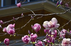 raztsafnala-magnoliia-krasi-ploshtada-798.jpg