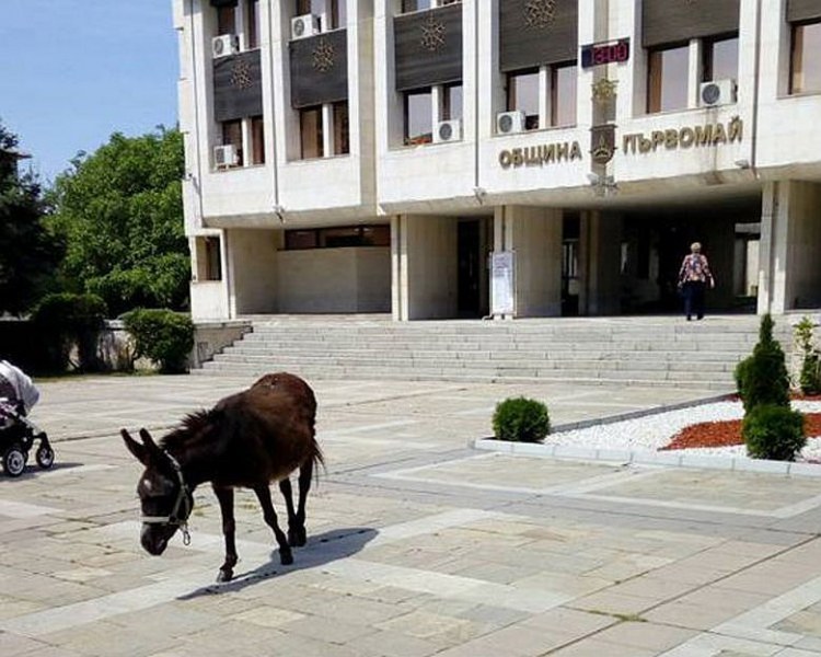 Магаре събра погледите пред общината в Първомай