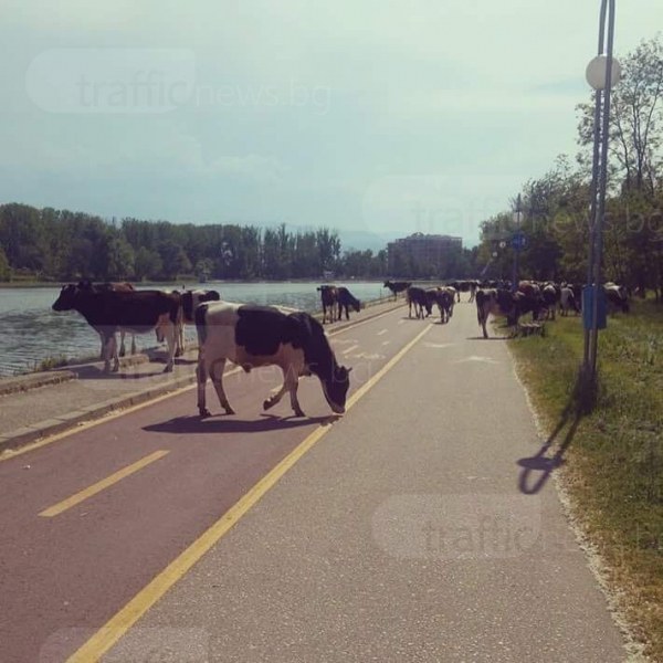 Не Пловдив, а Делхи! Кравешки парад тръгна по Гребната