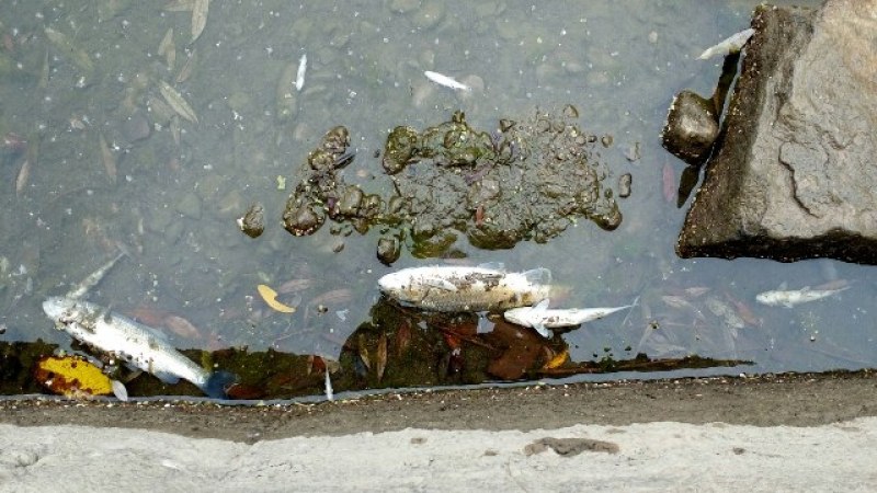Сигнал за мъртва риба в Царимир, екоексперти извършиха проверка