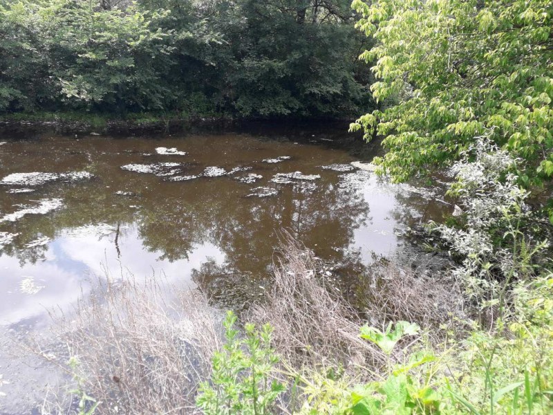 Екокатастрофа: Намериха умряла риба в реката край Брезово ВИДЕО