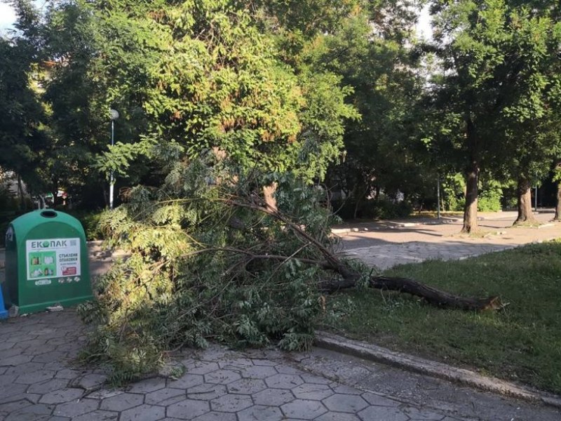 Бурята изпочупи огромни клони в Пловдив СНИМКИ