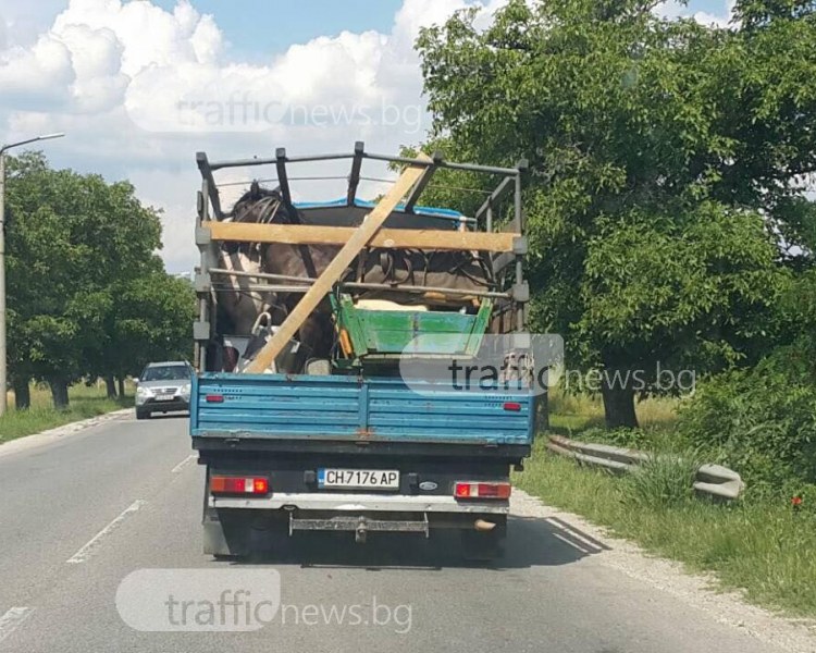 Кон с каруца се метна в камион, препуска край Карлово СНИМКИ