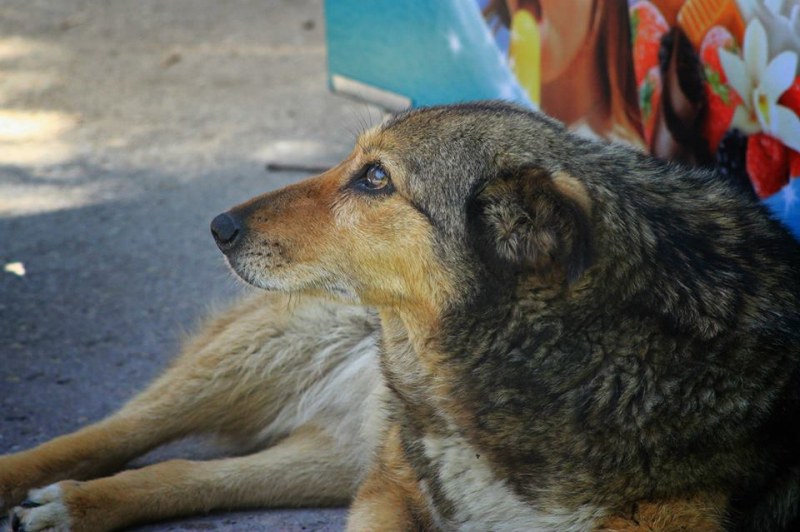 Масово отровени домашни и бездомни кучета в Сопот