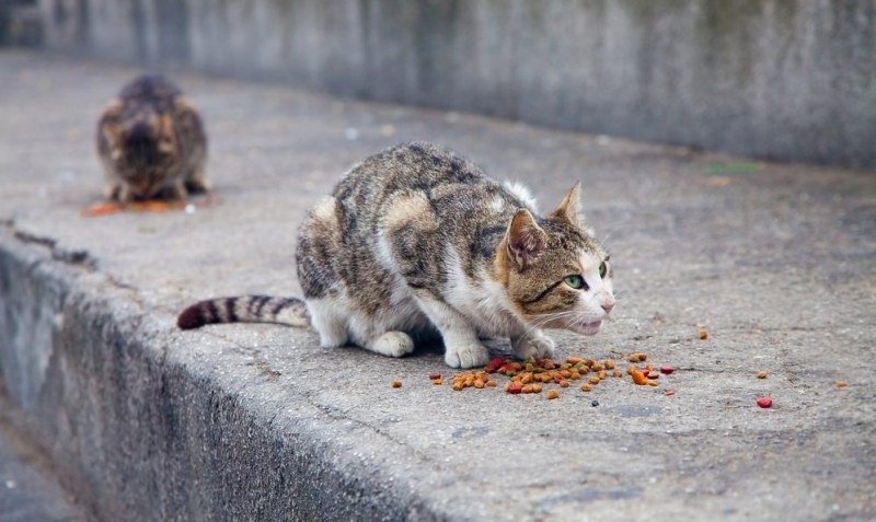 Тровят животинки в Пловдив! Намериха безжизнените тела на пет котки