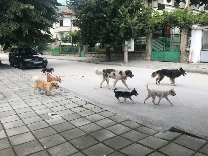 Глутница бездомни кучета превзе Карлово, наплаши хората