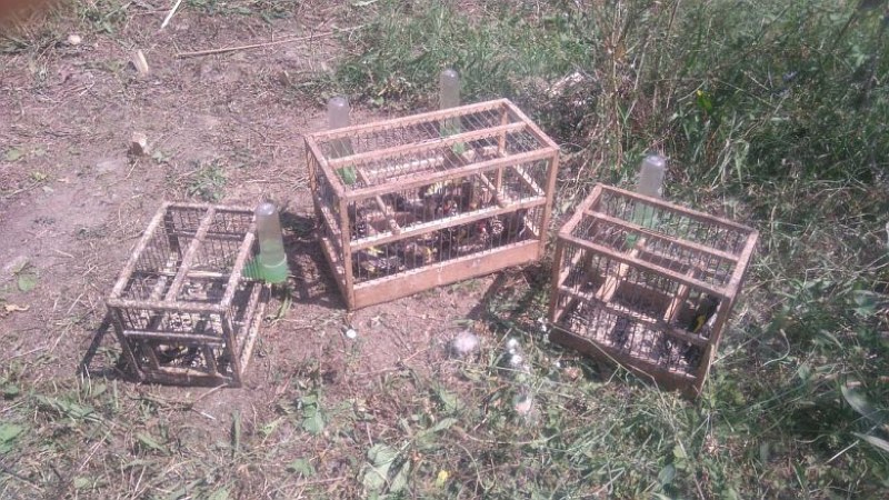 Спасиха 20 защитени диви пойни птици край Пловдив