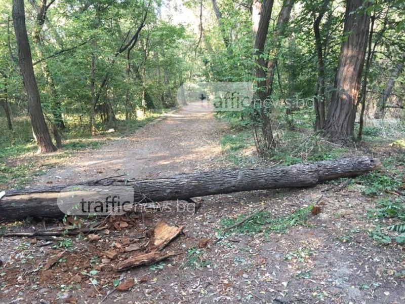 Дърво падна върху алея в Лаута, по чудо няма пострадали СНИМКИ