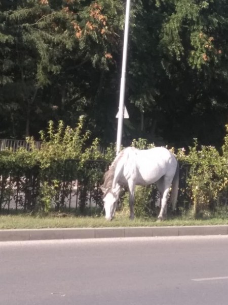 Красив бял жребец излезе на паша на пловдивски булевард СНИМКИ
