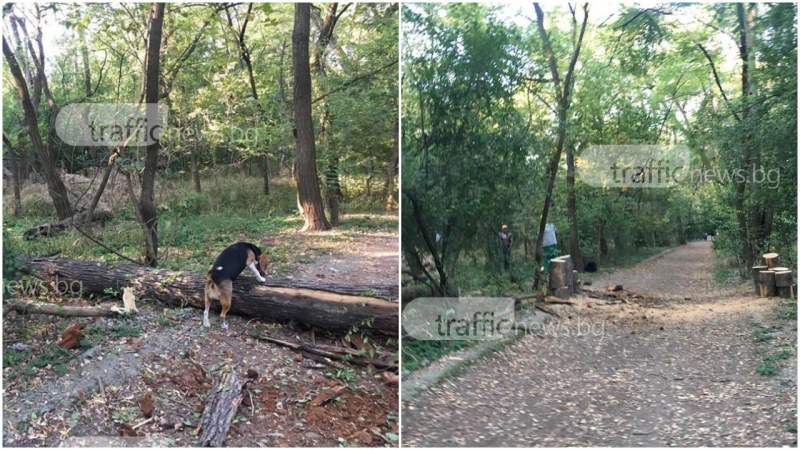 Санитарна сеч в Лаута, след като дърво падна върху алея СНИМКИ