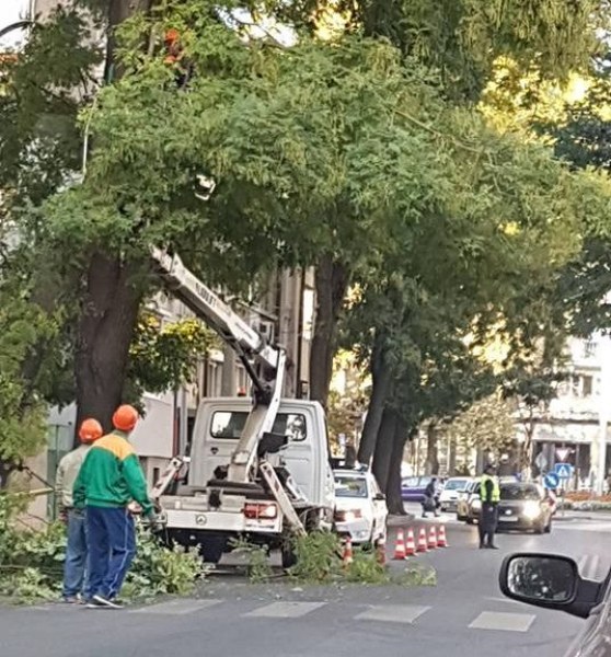 Бъдете внимателни! Режат дървета в центъра на Пловдив