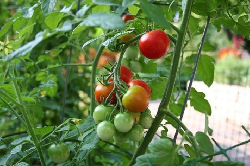 Мъж и жена обраха градина край Хисаря, отмъкнаха 46 килограма домати