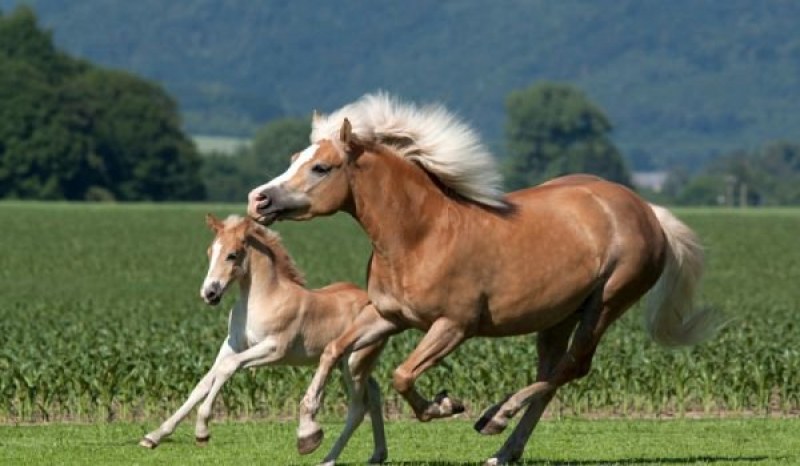 Два коня изчезнаха безследно край Карлово
