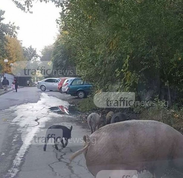 Майка с прасенца на разходка до Окръжна болница, пловдивчани си правят селфи СНИМКИ