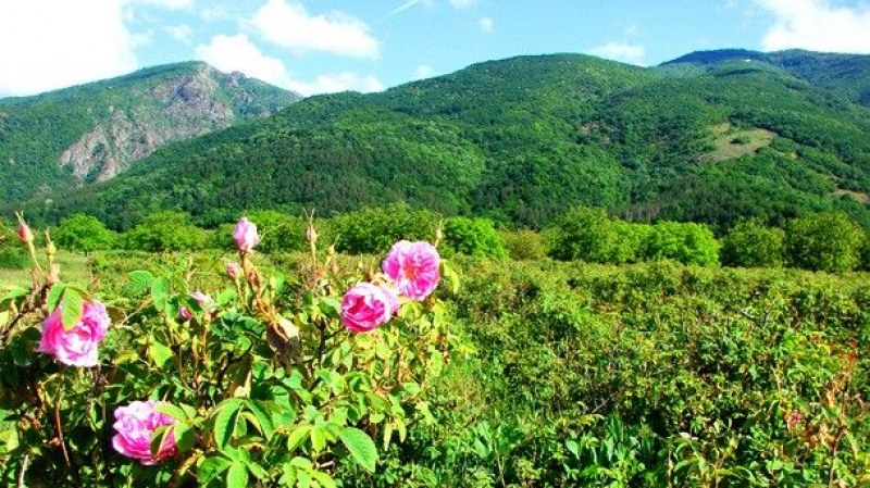 Маслодайната роза привлече китайски инвеститори в Карлово