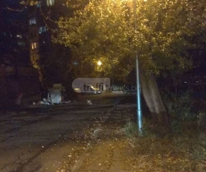 Лисица излезе на нощна разходка из Пловдив