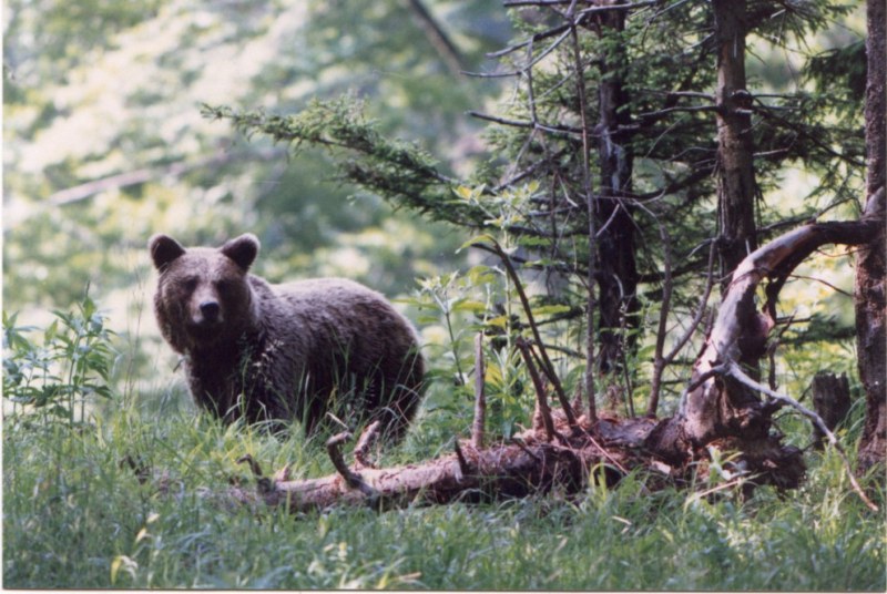 Десет мечки пращат SMS-и от Централен Балкан на учени от БАН