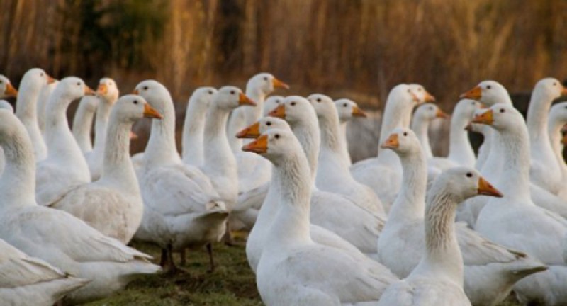 Ликвидират патици на километри от Първомай! Откриха огнища на птичи грип