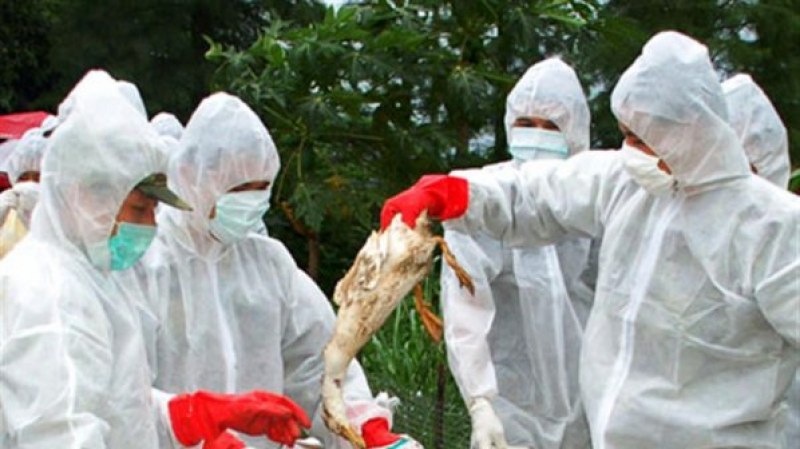 Откриха огнище на птичи грип край Асеновград