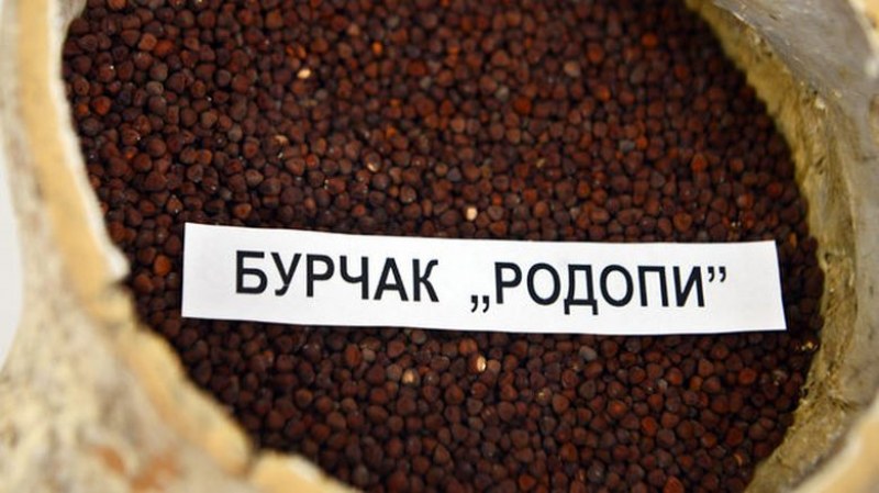 Институтът в Садово пази семената на България СНИМКИ