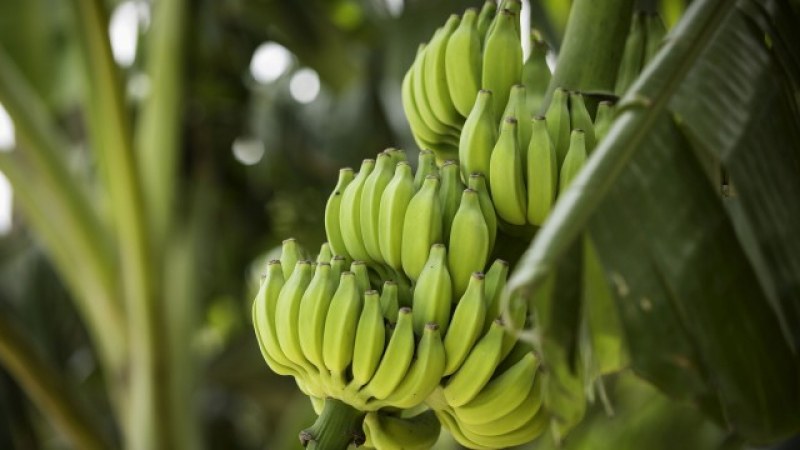 Село Катуница - рекордьор по отглеждане на банани у нас