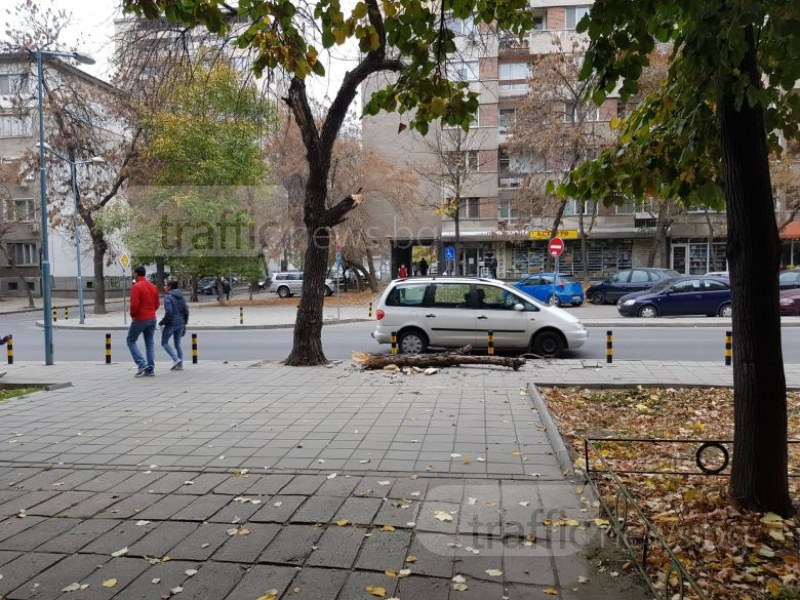 Клон се стовари върху тротоар в центъра на Пловдив СНИМКИ