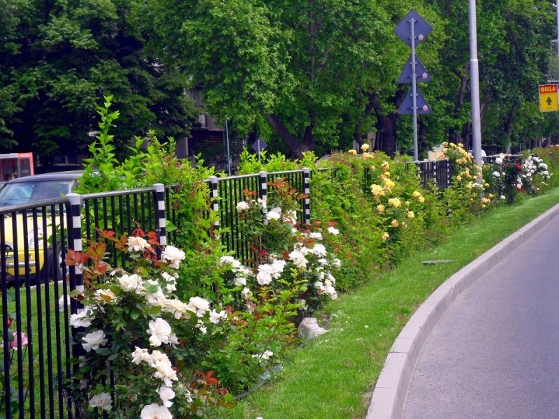 Преобразяват бул. “България“ с над 1700 рози СНИМКИ