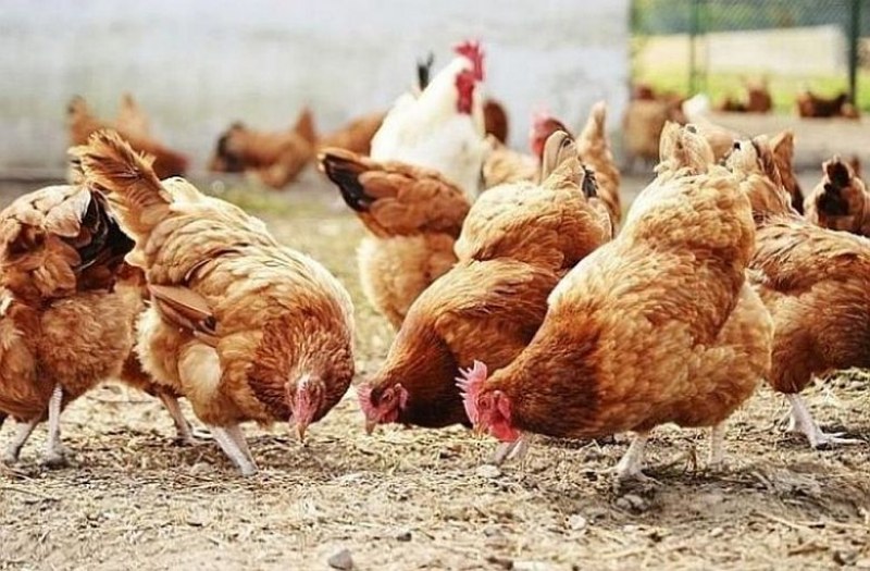 Ежедневно дезинфекцират фермите край Садово заради птичия грип