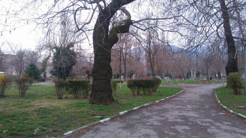 Асеновград става по-цветен с 10 000 теменужки
