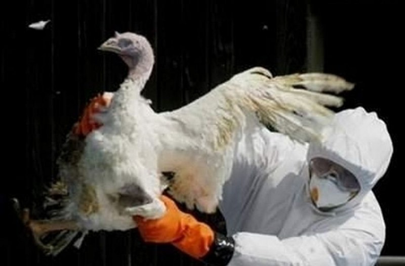 След птичия грип в Брезовско: Засилват надзора на птицевъдните обекти