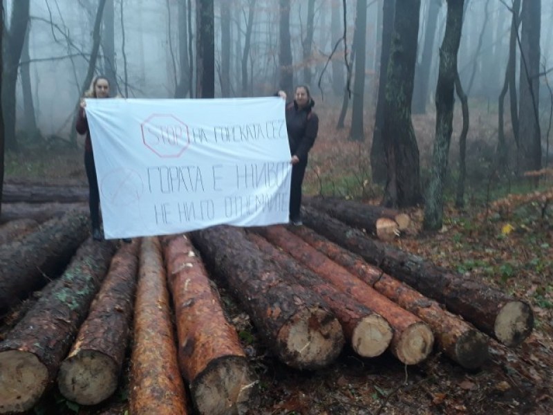 Брестовица се вдигна на протест заради безразборна сеч СНИМКИ