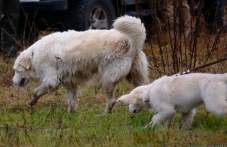 zooveterinarniiat-kompleks-plovdiv-940.jpg