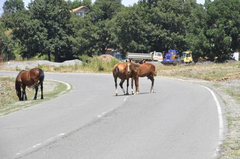 Безстопанствен кон е отговорен за катастрофата на пътя Карлово - Баня