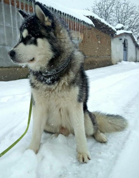 Бако се изгуби в Белащица, виждали ли сте го? СНИМКИ