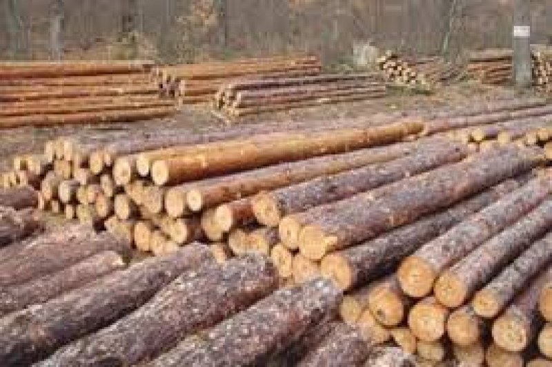 Спипаха крадец на дървен материал в Пловдивско