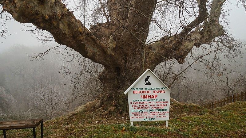 Белащица си върна ореховата гора, в която Пенчо Славейков е написал поемата „Неразделни“