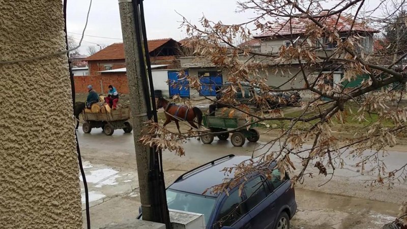 Роми впрегнаха каруци с незаконно отсечени дървета край Белозем ВИДЕО