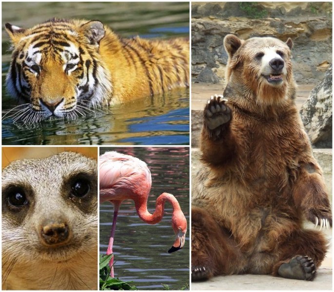 Екзотични животни от пет континента ще населяват пловдивския зоопарк СНИМКИ