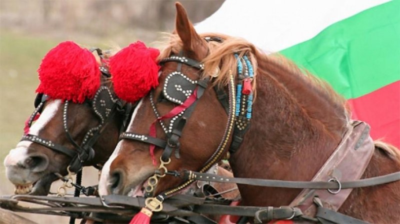 На кушиите край Първомай избират най-красивото магаре и най-красивия кон