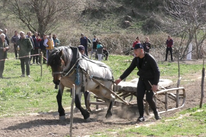 Коне-тежковози мериха сили на Тодоровден в Красново