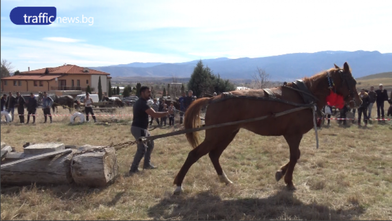 Най-силният кон в Ново село - член на семейството, хранят го по-добре от жените ВИДЕО и СНИМКИ