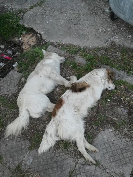 Отровени кученца в Раковски, жителите шокирани