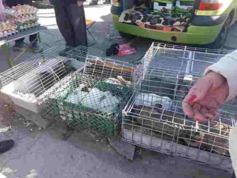 Трима отнесоха глоби В Пловдив, продават риби и зайци на открито