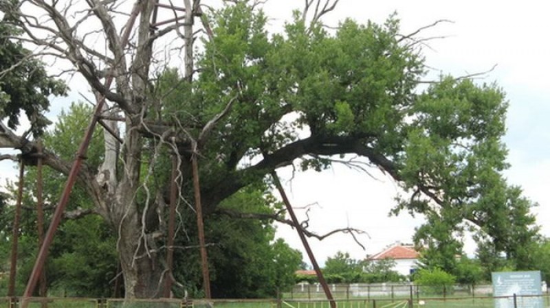 В Раковски расте фиданка от най-старото дърво в Европа, по-старо от Българската държава СНИМКИ