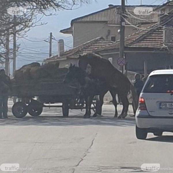 Пролетният нагон на кон и магарица спря движението на пловдивска улица СНИМКИ